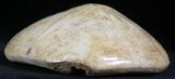 Large Polished Fossil Sand Dollar - Jurassic #27348-1